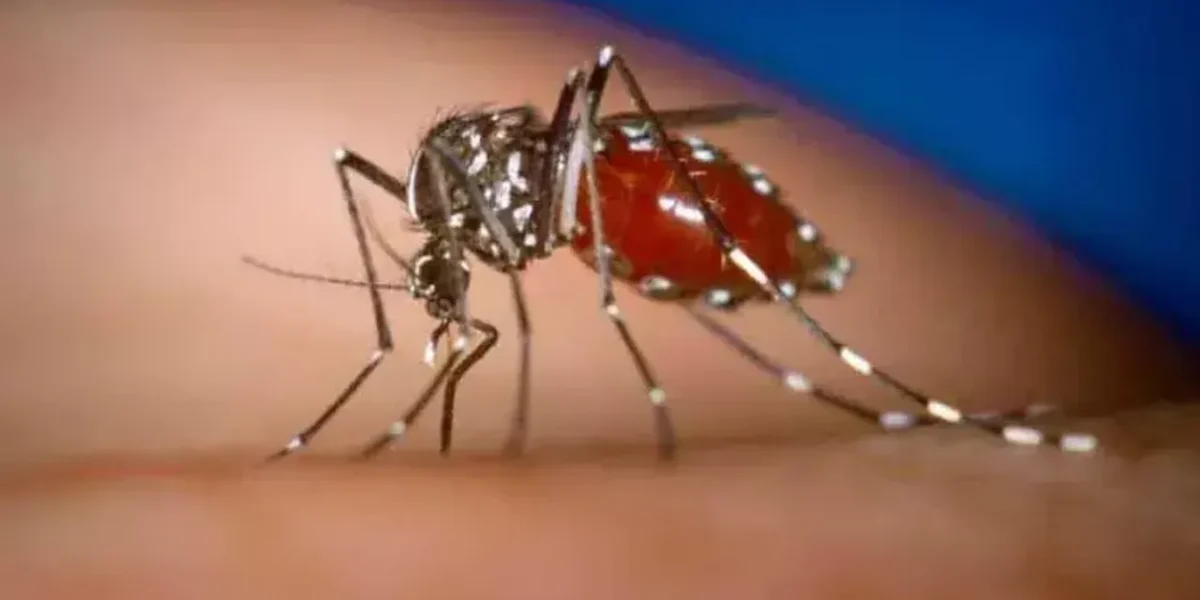 SL health officials warns of major dengue outbreak