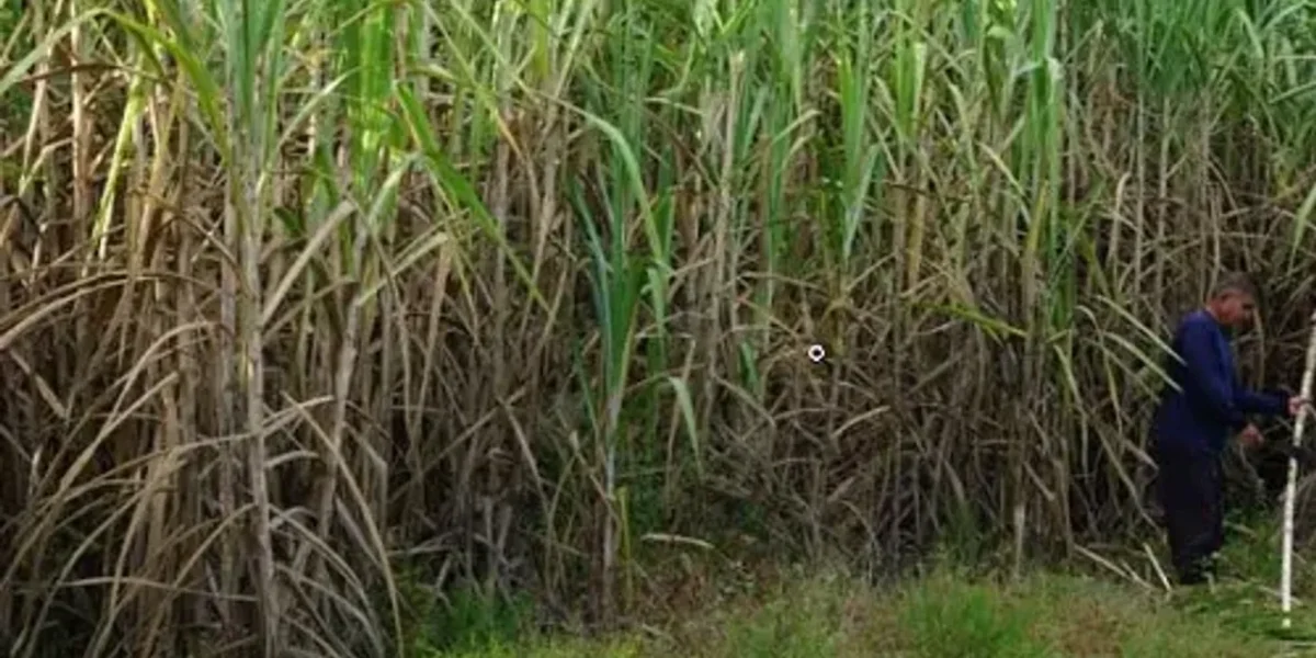 Curbs on sugar exports extended in India till Oct 2023