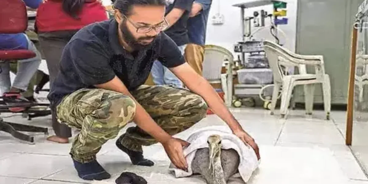 Ahmedabad: ‘873 avians wounded by manja brought in for treatment