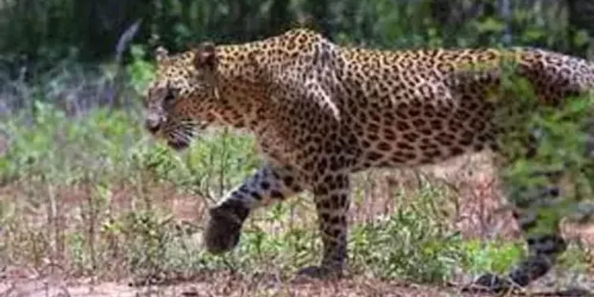 Cop reports spotting leopard in Gandhinagar
