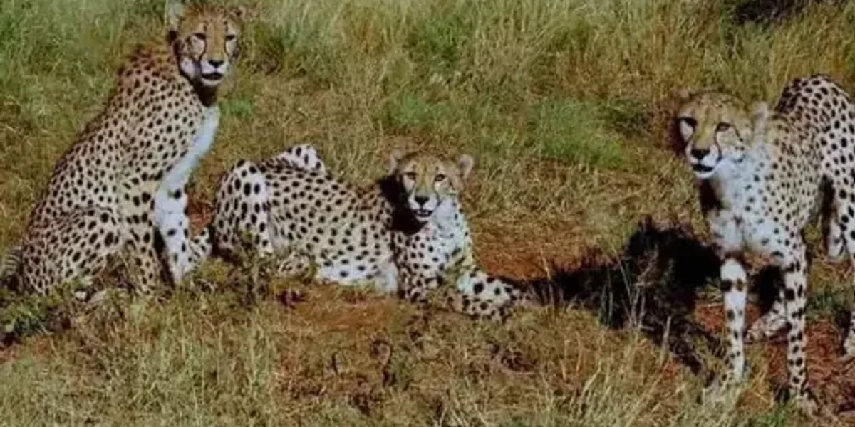 Twelve cheetahs from South Africa arrived at Kuno National Park in Madhya Pradesh