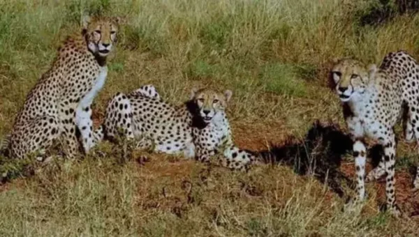 Twelve cheetahs from South Africa arrived at Kuno National Park in Madhya Pradesh
