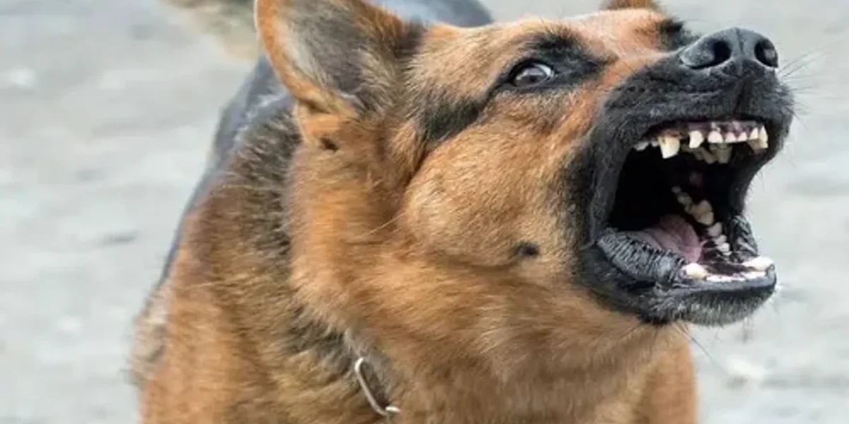58,668 dog bite cases in Ahmedabad in 2022