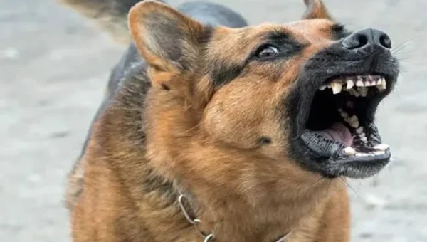 58,668 dog bite cases in Ahmedabad in 2022