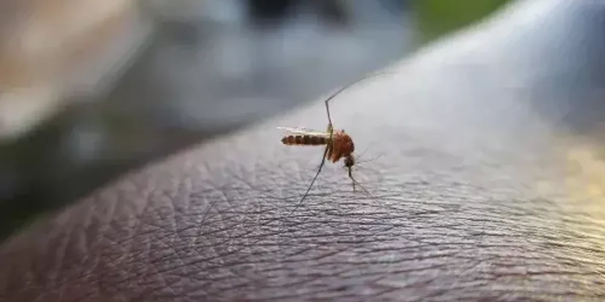 Peru declares health emergency over dengue outbreak