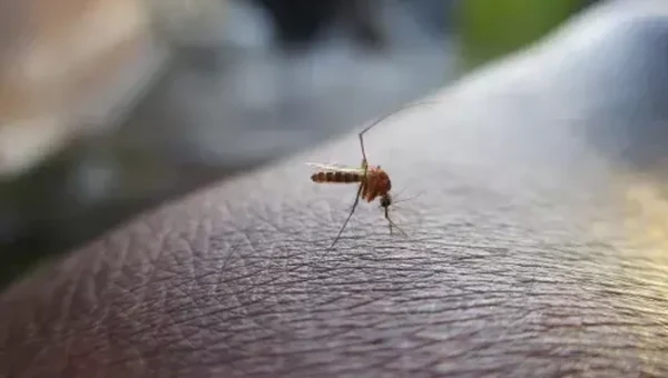 Peru declares health emergency over dengue outbreak