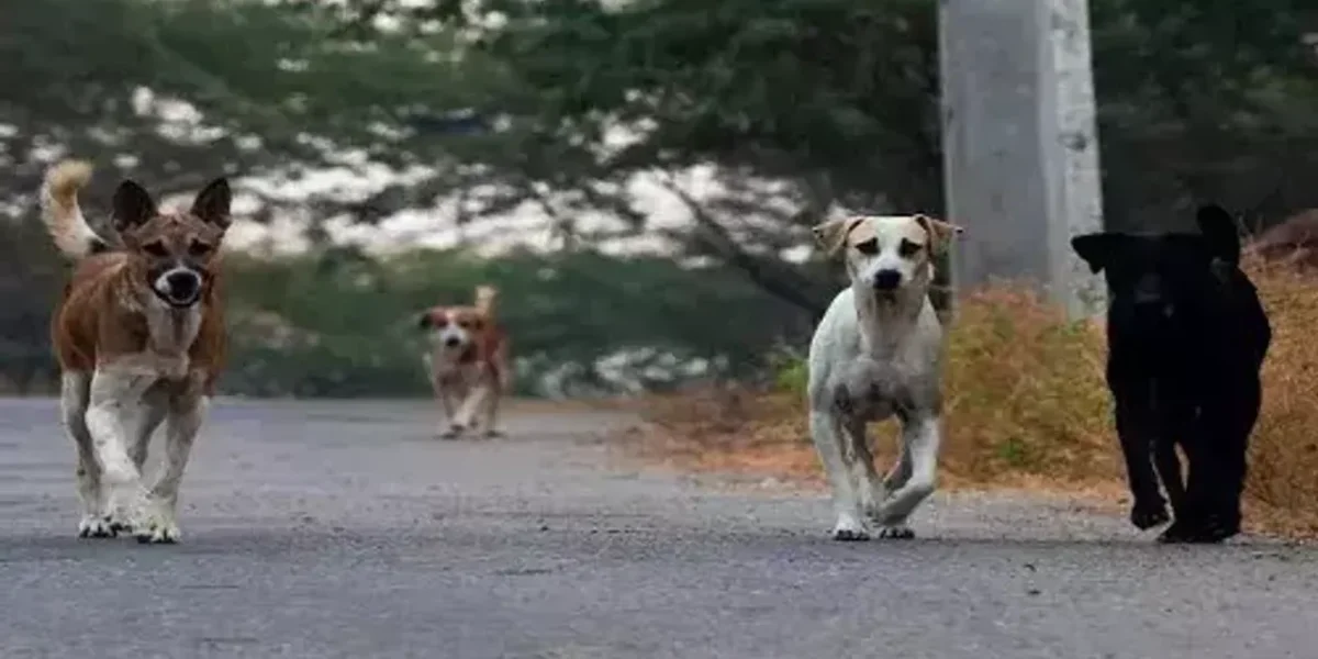 Stray dog bites 15 people in Waghodiya