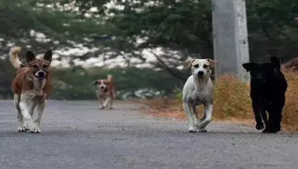 Stray dog bites 15 people in Waghodiya