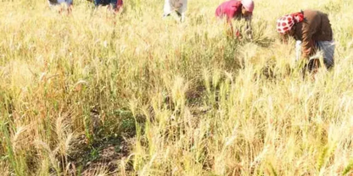 FCI sells over nine lakh tonnes of wheat in two days of e-auction