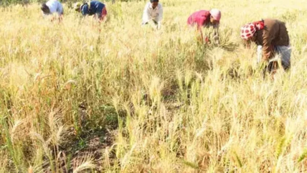 FCI sells over nine lakh tonnes of wheat in two days of e-auction