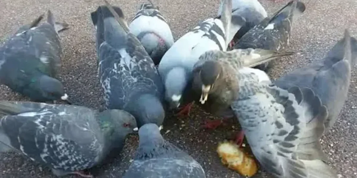 Pigeon poop causes 60 diseases, what are they and how to avoid them
