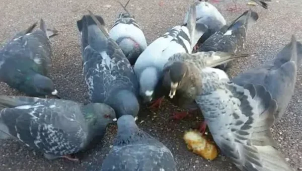 Pigeon poop causes 60 diseases, what are they and how to avoid them