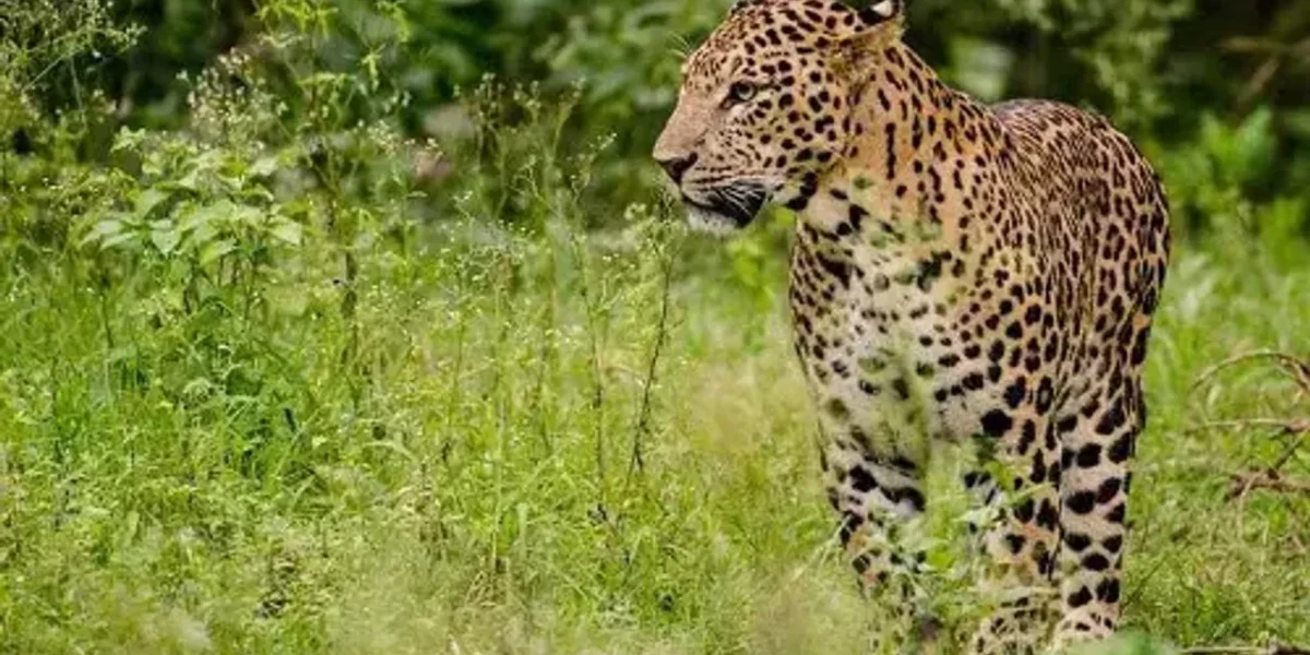 Leopard spotted near picnic spot in Vadodara