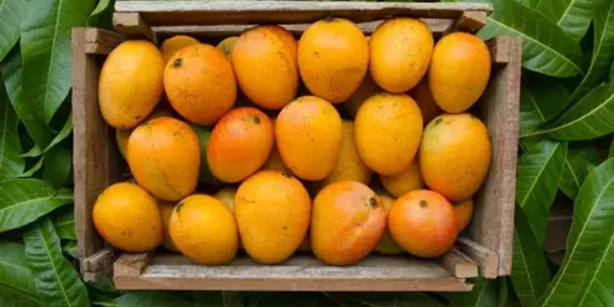 Gujarat to directly send kesar mangoes to US for the first time