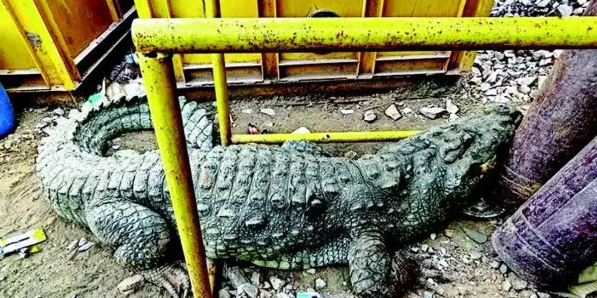 12-feet crocodile rescued from bullet train track site in Karjan