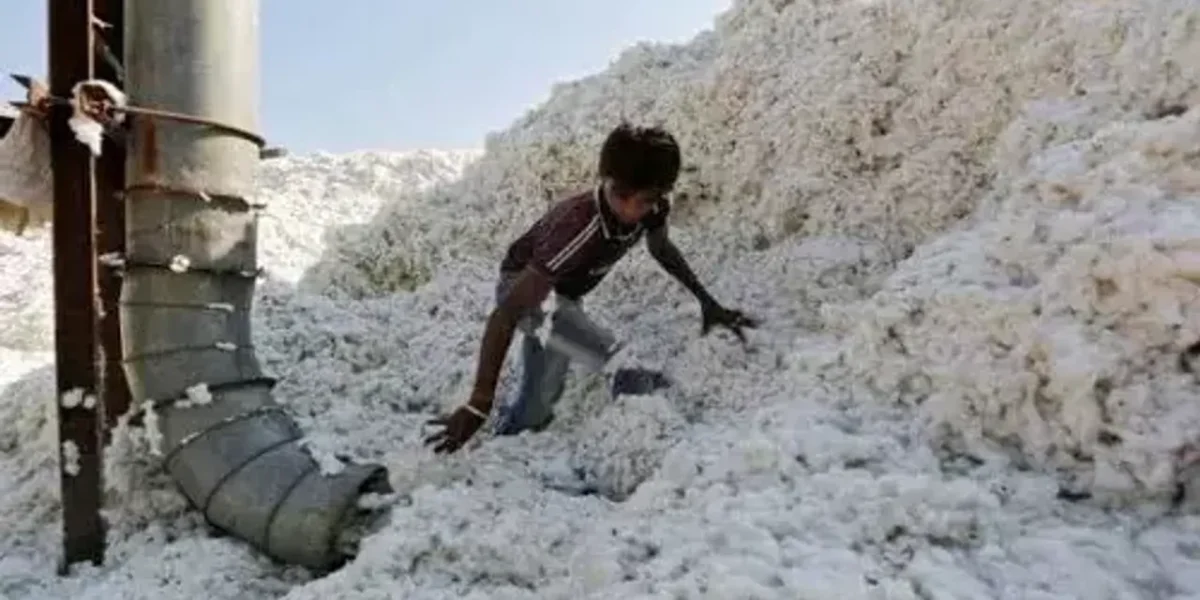 Imports of 2.50 lakh cotton bales from Oz soon in Gujarat