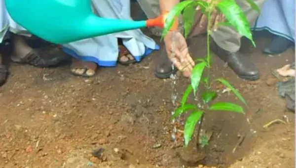40% of 55 lakh trees planted by AMC in 4 years perished