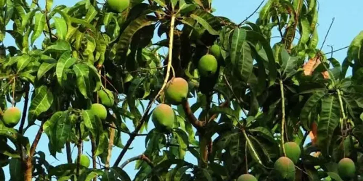 Gujarat mango exports set to scale new heights