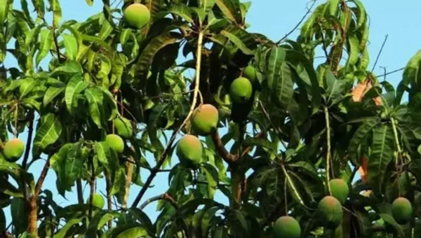 Gujarat mango exports set to scale new heights