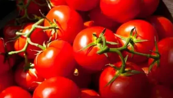 Tomato prices today: Tomatoes at Rs. 160/kg in Vizag