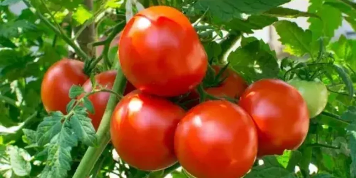 Survey: 68% houses cut consumption, 14% stop buying, as tomato prices surge over 300%