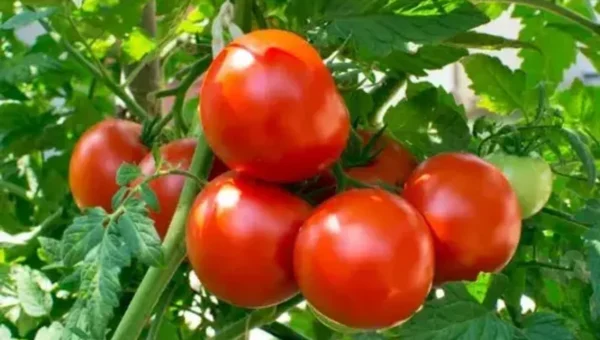 Survey: 68% houses cut consumption, 14% stop buying, as tomato prices surge over 300%