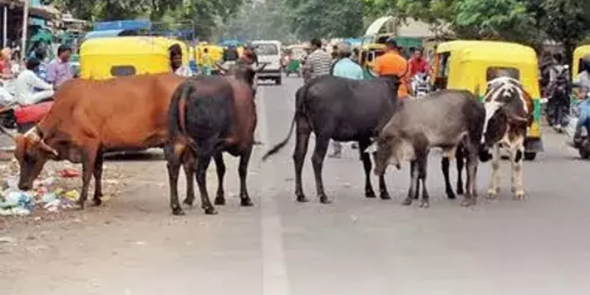 Ahmedabad to have a crematorium for cows