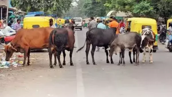 Ahmedabad to have a crematorium for cows