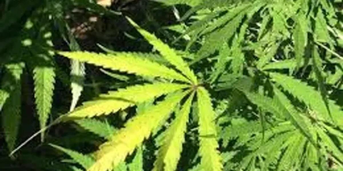 Suspected cannabis plants found on GU hostel campus