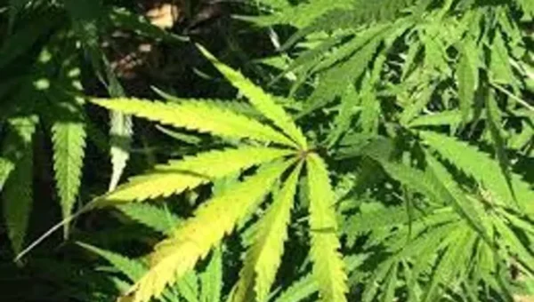 Suspected cannabis plants found on GU hostel campus