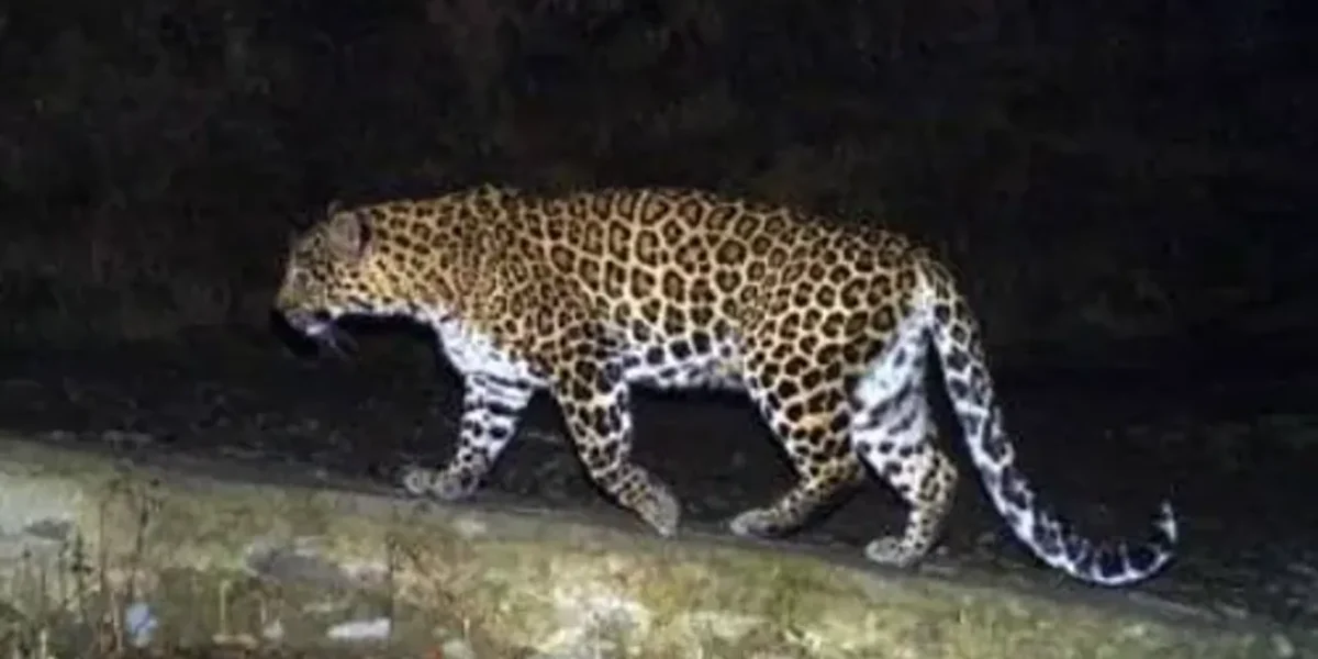 Prowling glory: Gujarat leopard count up 63% to 2,274