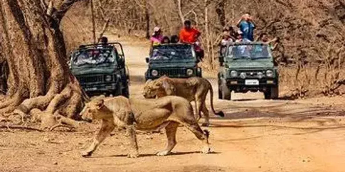 Ahmedabad embarks on wild adventure with a safari park