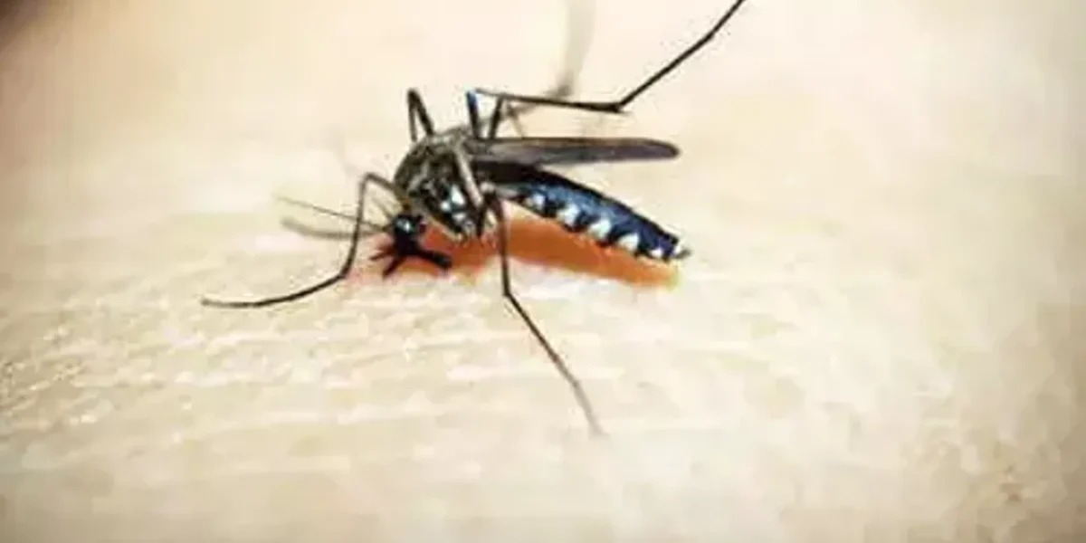 Surge in dengue cases in Ahmedabad, 835 test positive in 34 days