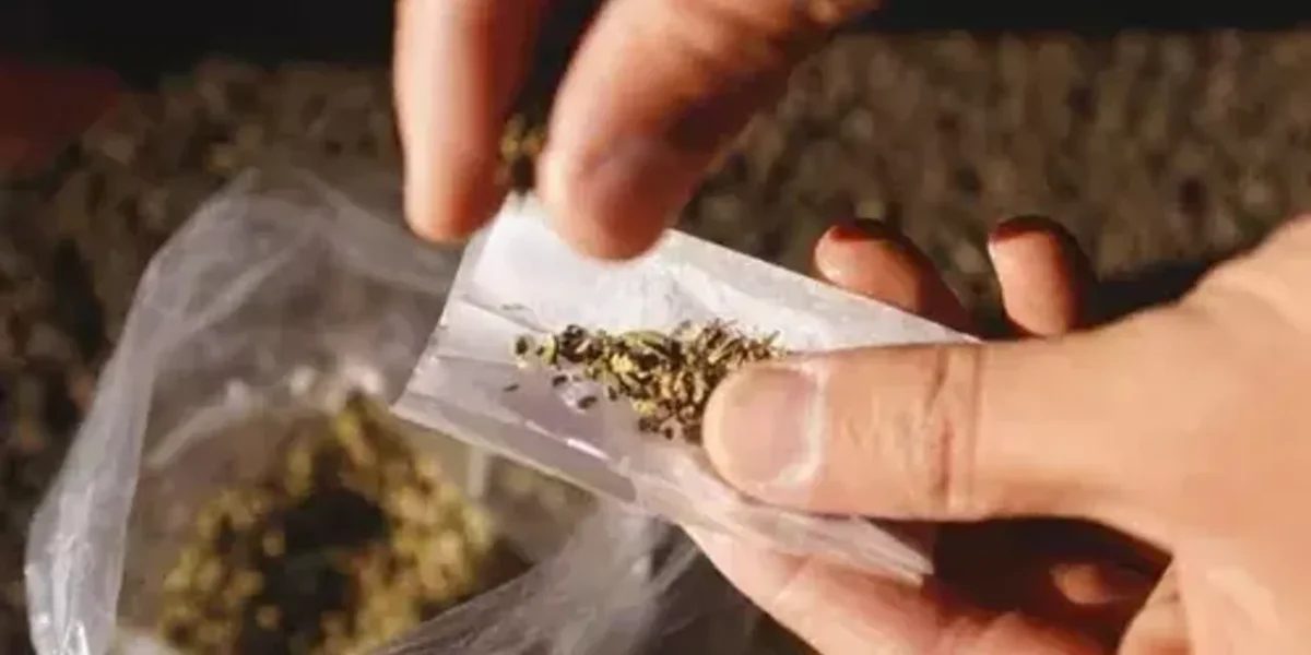Hybrid cannabis seized by Ahmedabad police, three held