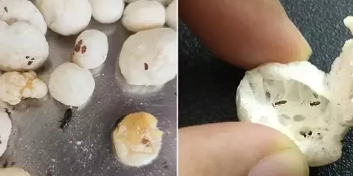 A Man finds “live bugs & little insects” inside makhana that he ordered from Flipkart, company responds