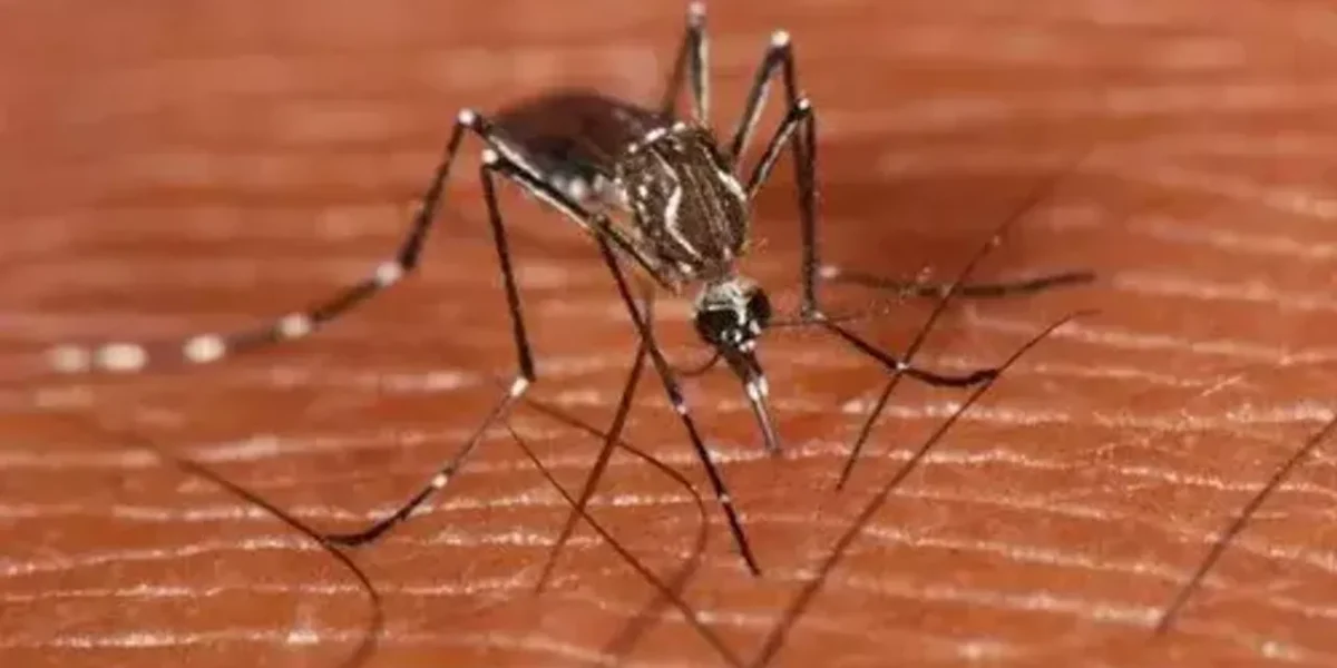 Dengue fever: New antibody discovery boosts hope for universal dengue vaccine