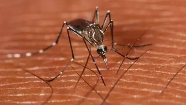 Dengue fever: New antibody discovery boosts hope for universal dengue vaccine