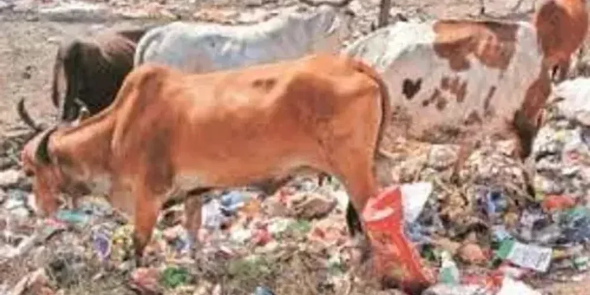 Gujarat High Court takes note of butchered cows in Nadiad