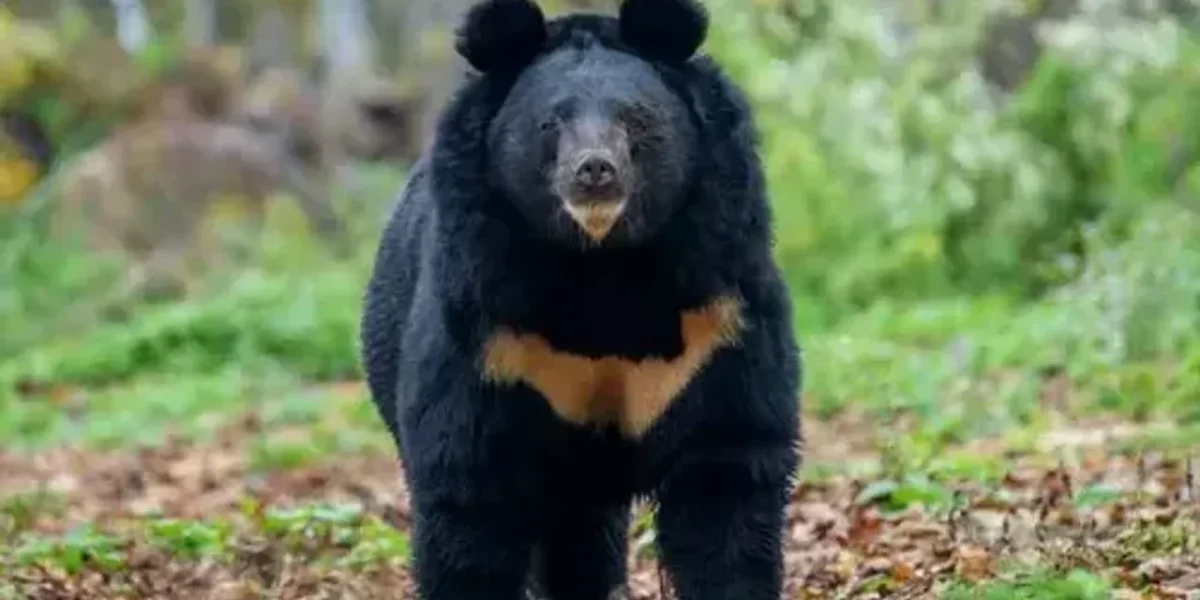 Survey on Asiatic black bears in Arunachal’s Pakke Tiger Reserve begins