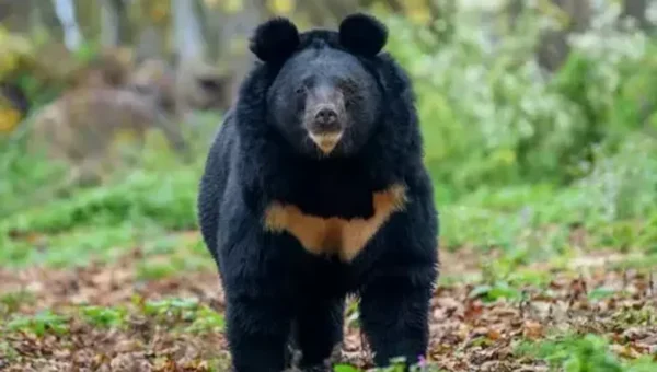 Survey on Asiatic black bears in Arunachal’s Pakke Tiger Reserve begins
