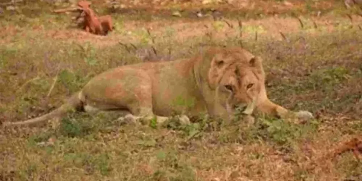Passenger train hits lioness in Gujarat’s Amreli
