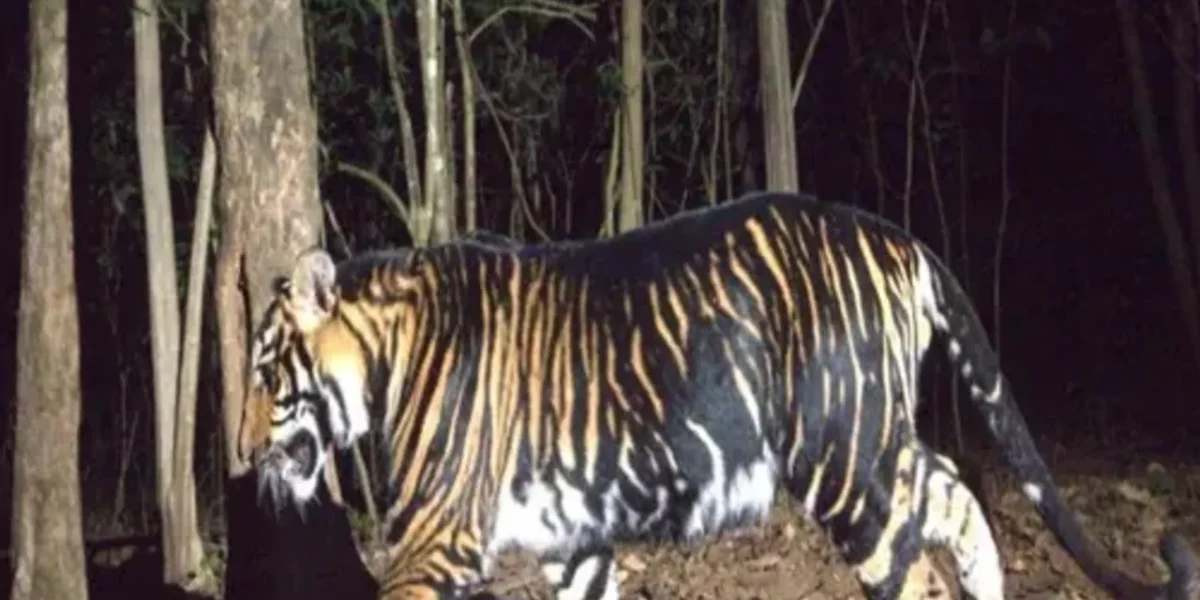 Odisha all set to start world’s first-ever black tiger safaris