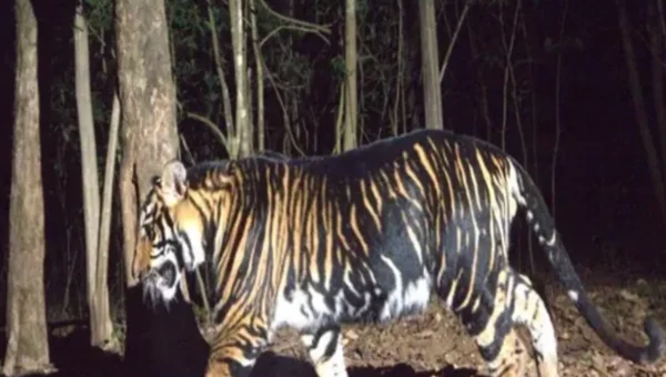 Odisha all set to start world’s first-ever black tiger safaris