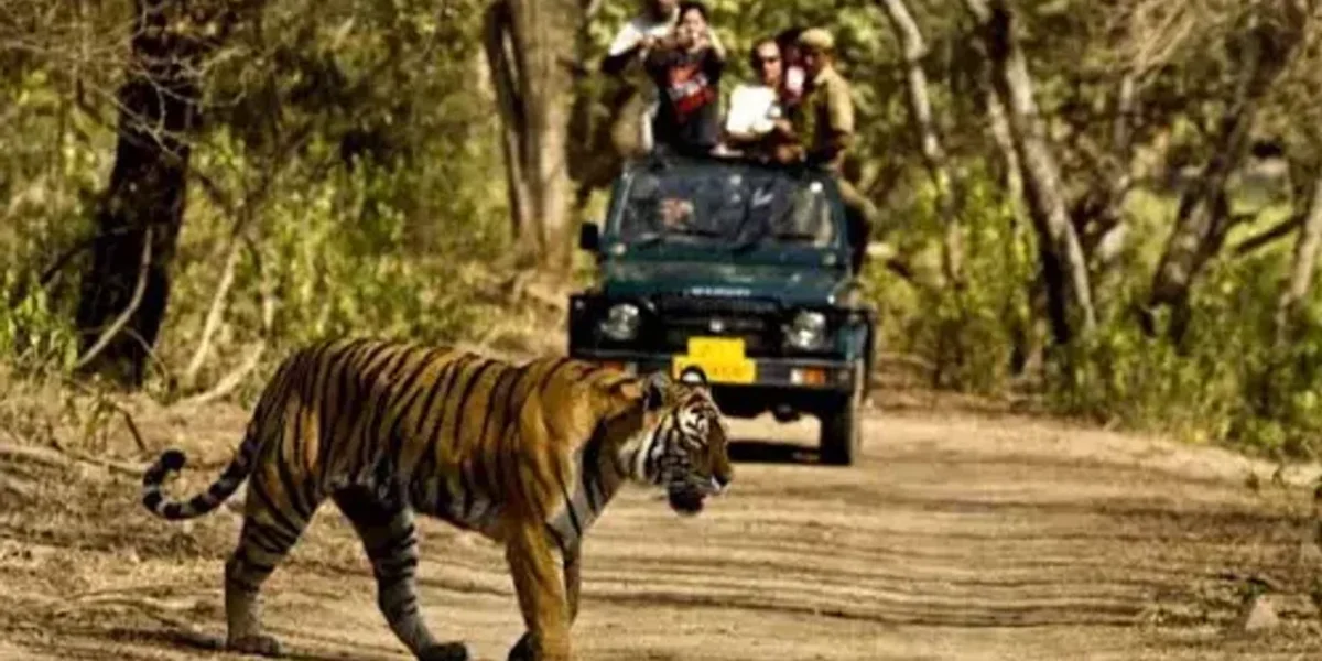 Supreme Court bans tiger safaris in Jim Corbett National Park’s core areas