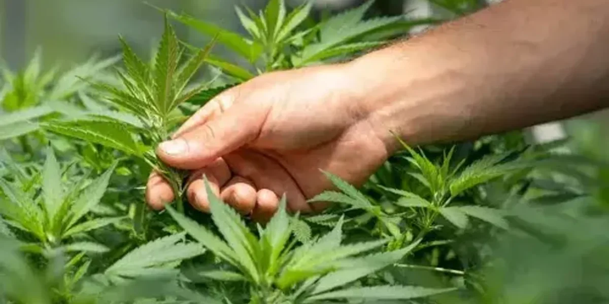 Possession of cannabis legalised in Germany