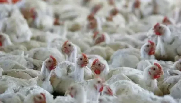 US bird flu outbreak, concerns of next pandemic