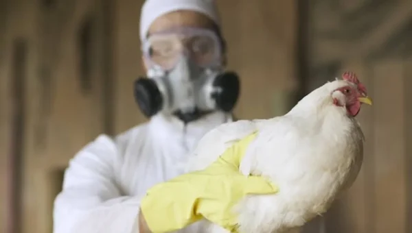 Bird Flu outbreak in India: Another case of H9N2 Avian Flu reported