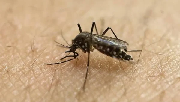 Bengaluru: Dengue cases goes double, BBMP commissioner also got infected