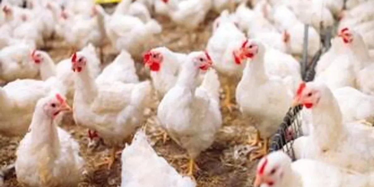 WHO Confirms human case pf Bird Flu in India