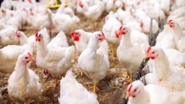 WHO Confirms human case pf Bird Flu in India